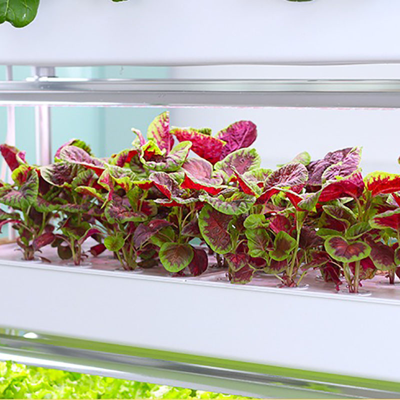 수직 수경 재배 시스템, 스마트 실내 수경 재배, 정원 - Smart Garden Vertical Planter 리뷰 및 가격