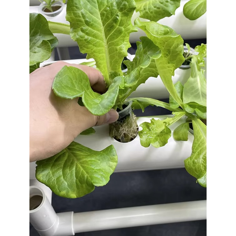 108홀 수경재배 키트 3단 아쿠아포닉 재배 시스템 가 - Aquaponics Home Kit 리뷰 및 가격